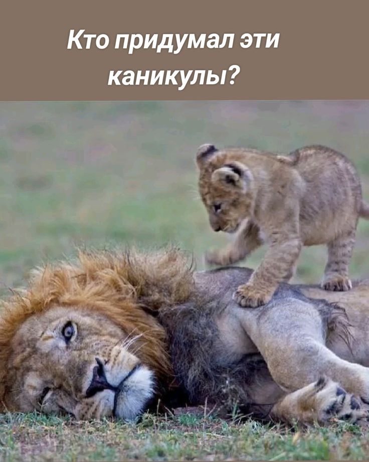 Кто придумал эти каникулы?