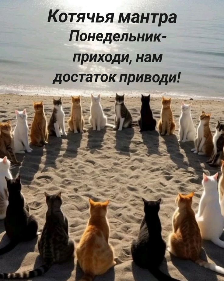 Котячья мантра
Понедельник - приходи, нам достаток приводИ!