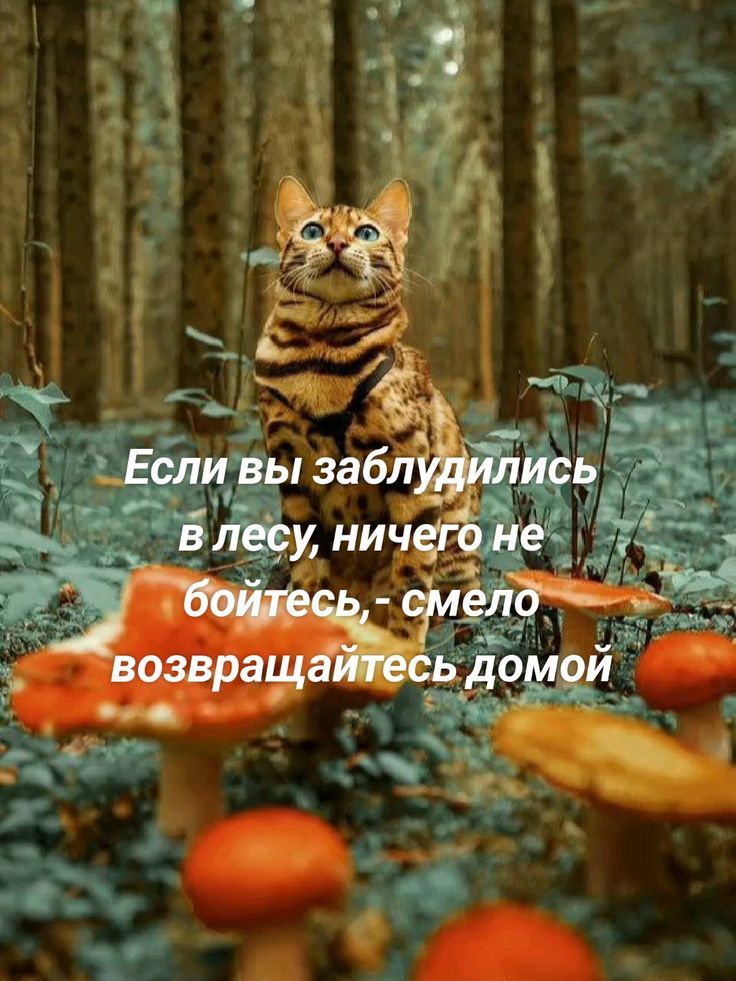 Если вы заблудились в лесу, ничего не бойтесь, - смело возвращайтесь домой