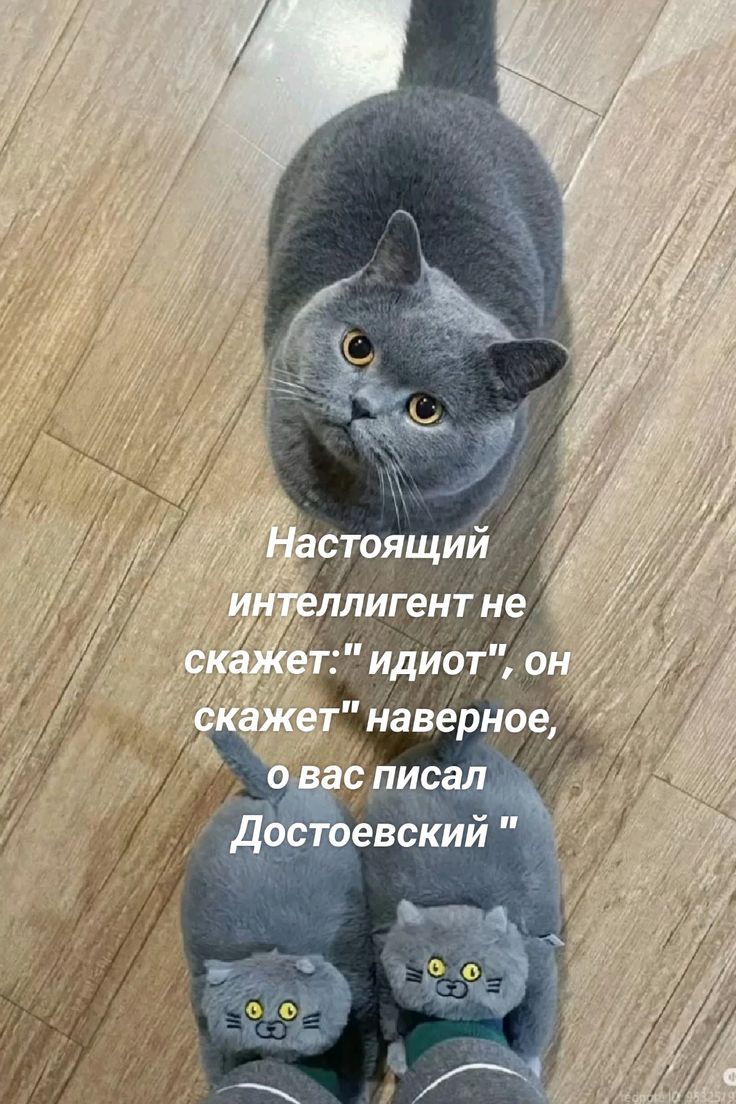 Настоящий интеллигент не скажет: 