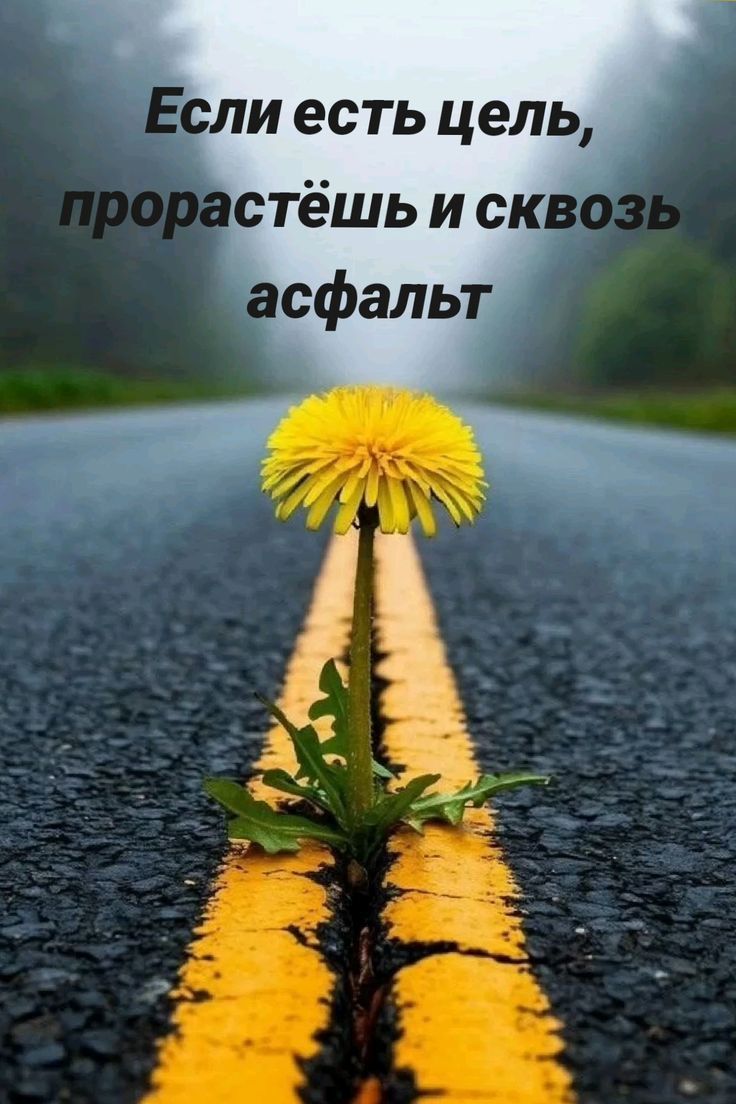 Если есть цель, прорастёшь и сквозь асфальт