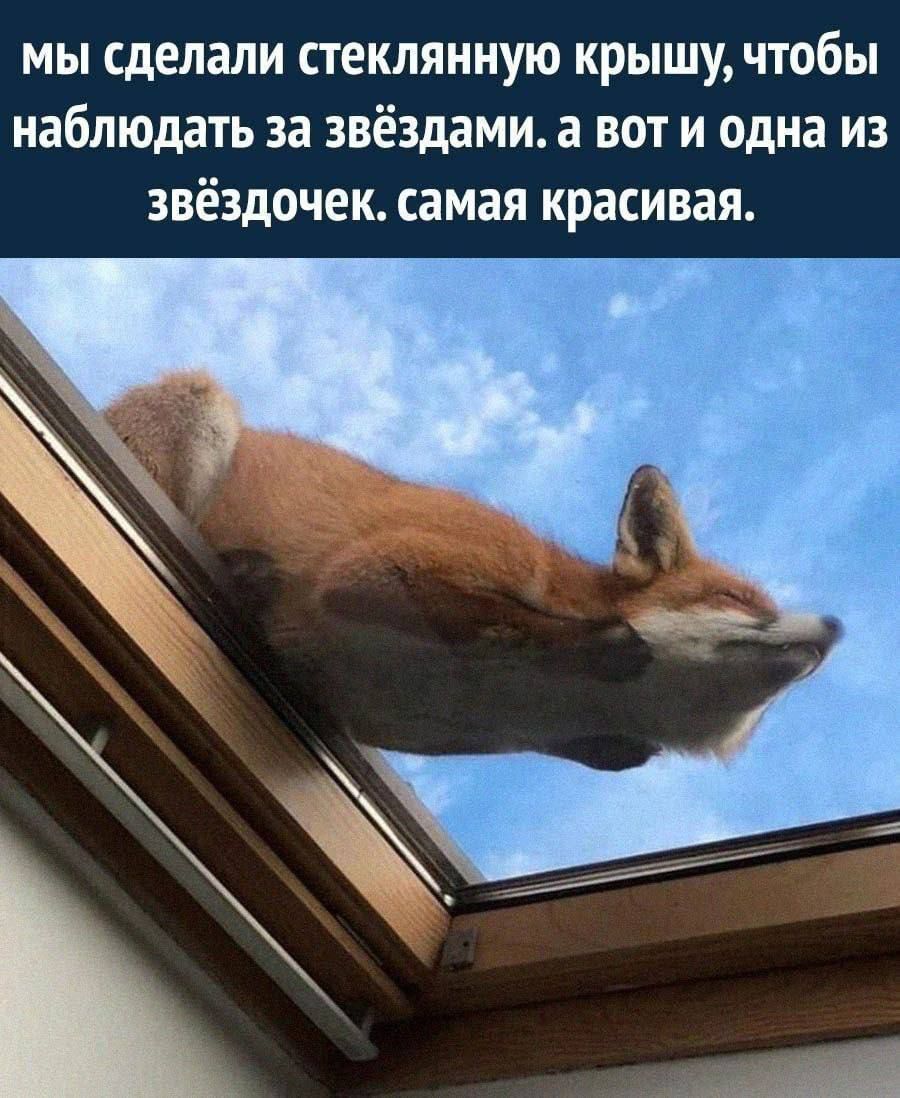 мы сделали стеклянную крышу, чтобы наблюдать за звёздами. а вот и одна из звёздочек. самая красивая.