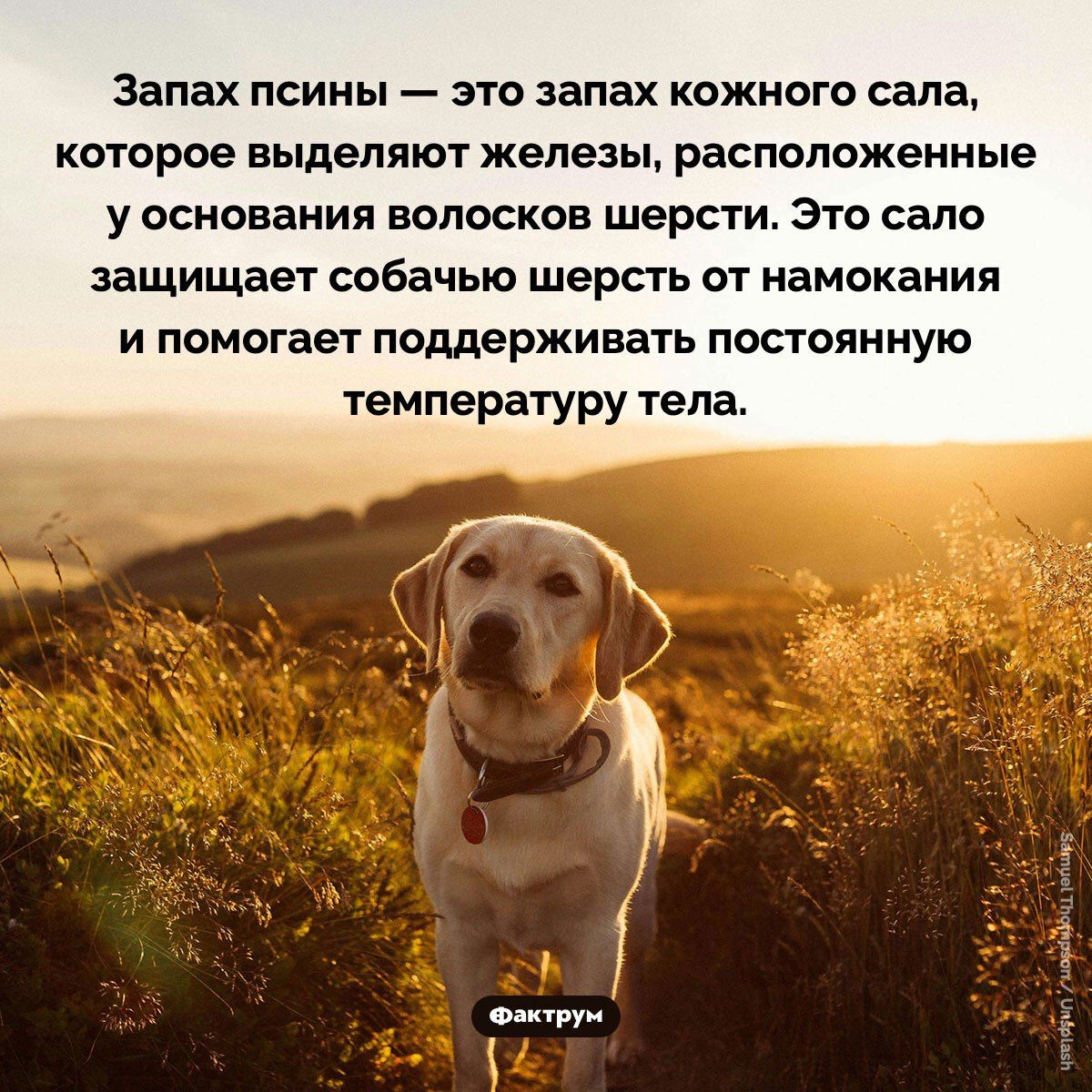 Запах псины — это запах кожного сала, которое выделяют железы, расположенные у основания волосков шерсти. Это сало защищает собачью шерсть от намокания и помогает поддерживать постоянную температуру тела.