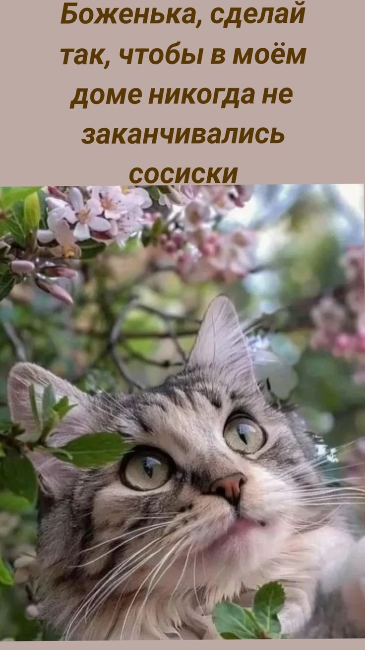 Боженька, сделай так, чтобы в моём доме никогда не заканчивались сосиски