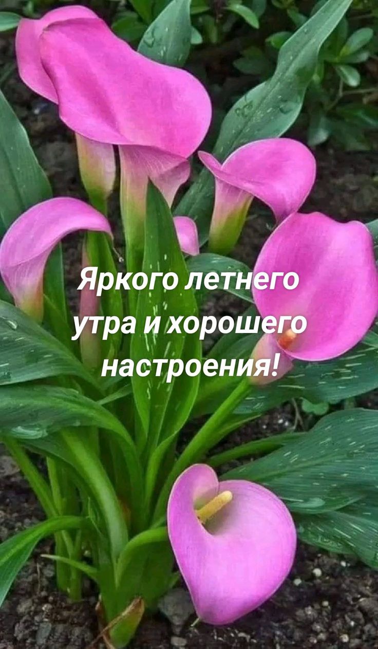 Яркого летнего утра и хорошего настроения!