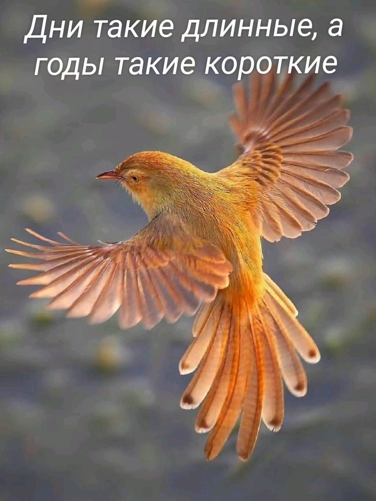 Дни такие длинные, а годы такие короткие