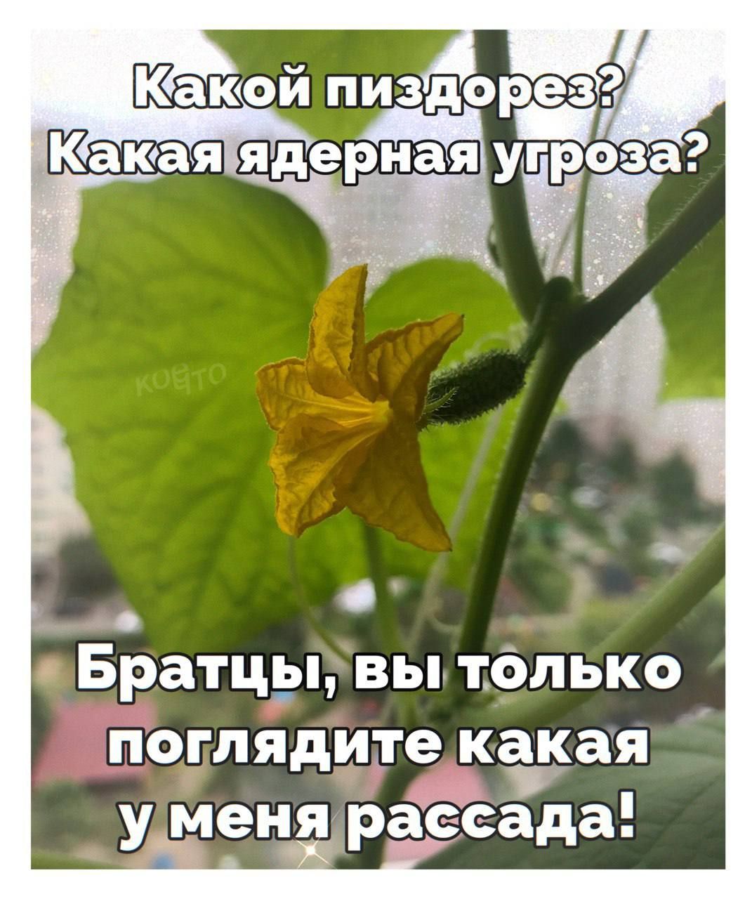 Какой пиздорез? Какая ядерная угроза? Братцы, вы только поглядите какая у меня рассада!