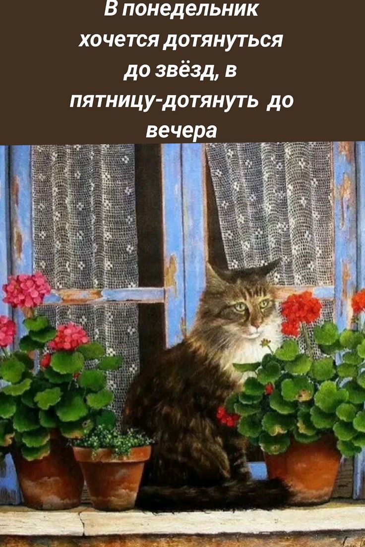 В понедельник хочется дотянуться до звёзд, в пятницу-дотянуть до вечера