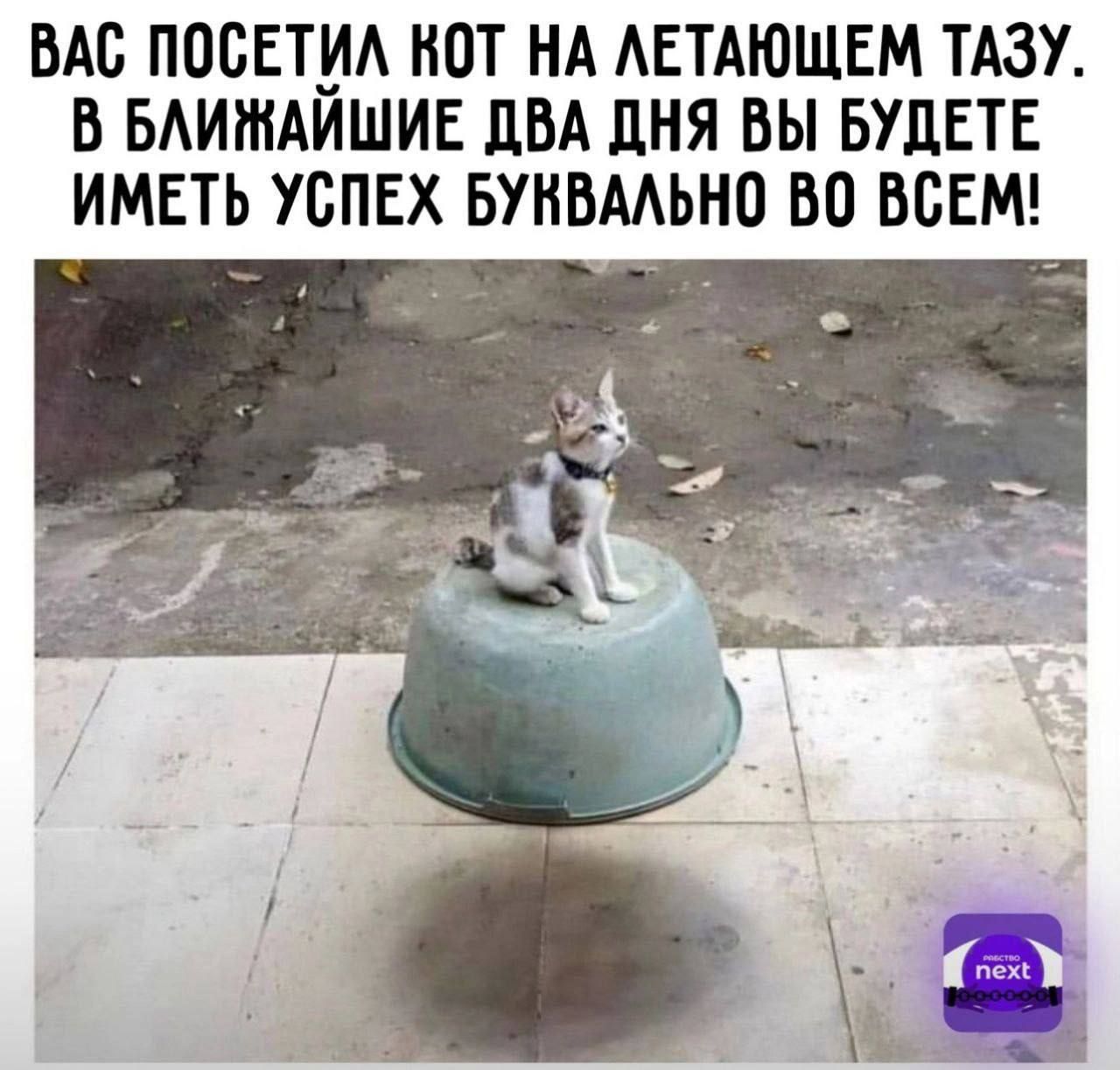 ВАС ПОСЕТИЛ КОТ НА ЛЕТАЮЩЕМ ТАЗУ. В БЛИЖАЙШИЕ ДВА ДНЯ ВЫ БУДЕТЕ ИМЕТЬ УСПЕХ БУКВАЛЬНО ВО ВСЕМ!