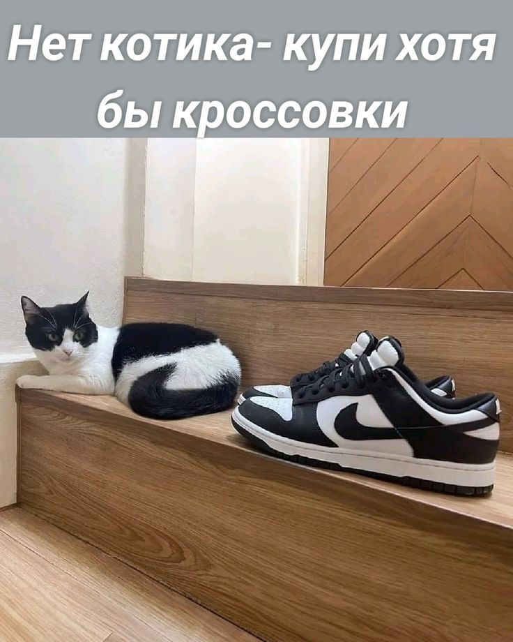 Нет котика - купи хоть бы кроссовки