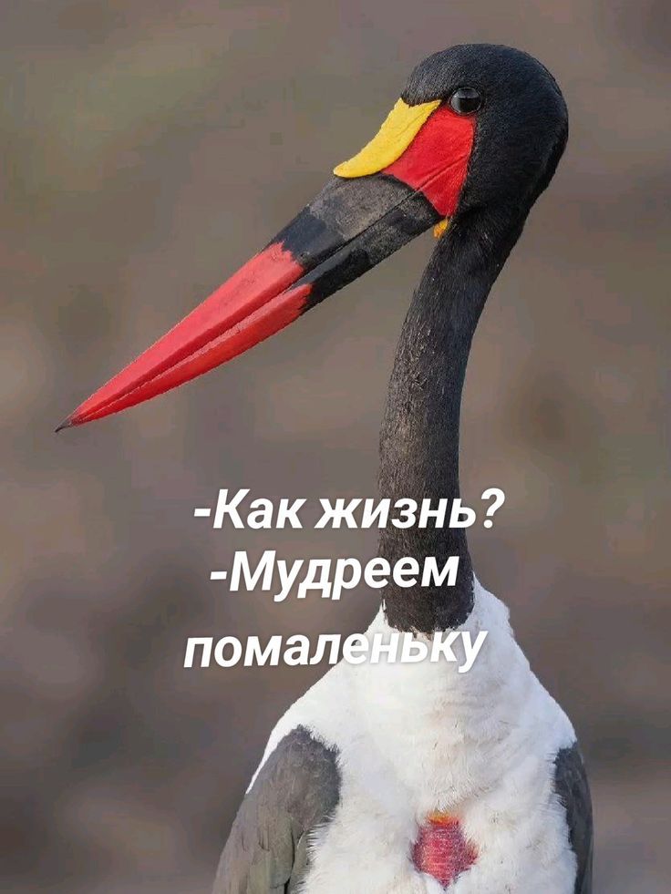 -Как жизнь?
-Мудрем помаленьку