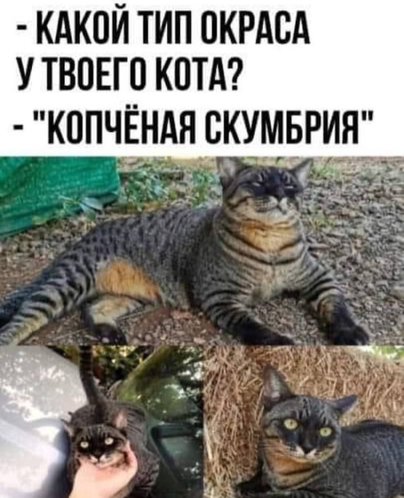 - Какой тип окраса у твоего кота?
- 