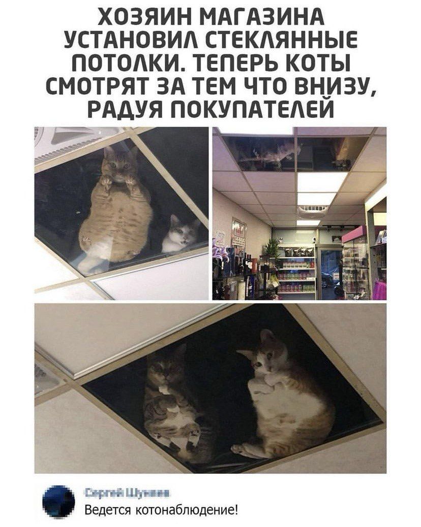 ХОЗЯИН МАГАЗИНА УСТАНОВИЛ СТЕКЛЯННЫЕ ПОТОЛКИ. ТЕПЕРЬ КОТЫ СМОТРЯТ ЗА ТЕМ ЧТО ВНИЗУ, РАДУЯ ПОКУПАТЕЛЕЙ

Сергей Шумилов
Ведется котонаблюдение!