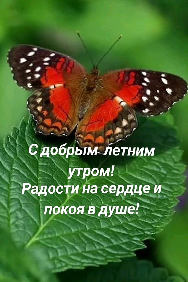 С добрым летним утром! Радости на сердце и покоя в душе!