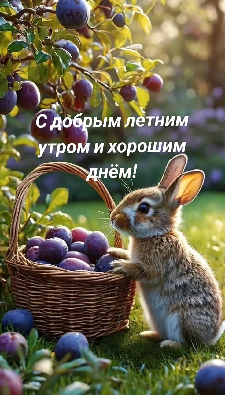 С добрым летним утром и хорошим днём!