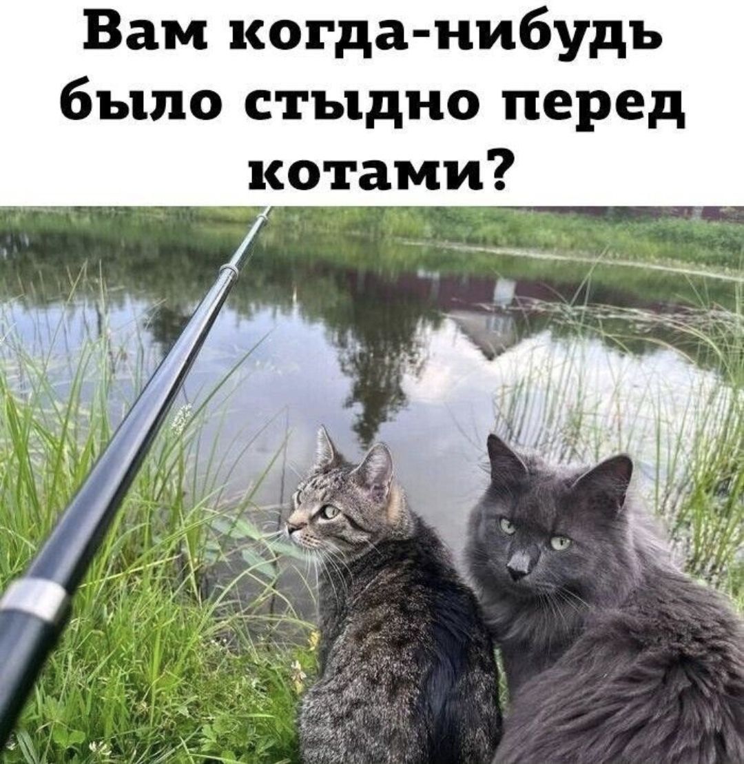 Вам когда-нибудь было стыдно перед котами?