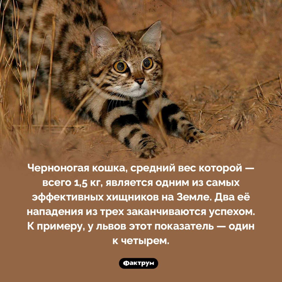 Черноногая кошка, средний вес которой — всего 1,5 кг, является одним из самых эффективных хищников на Земле. Два её нападения из трех заканчиваются успехом. К примеру, у львов этот показатель — один к четырем.