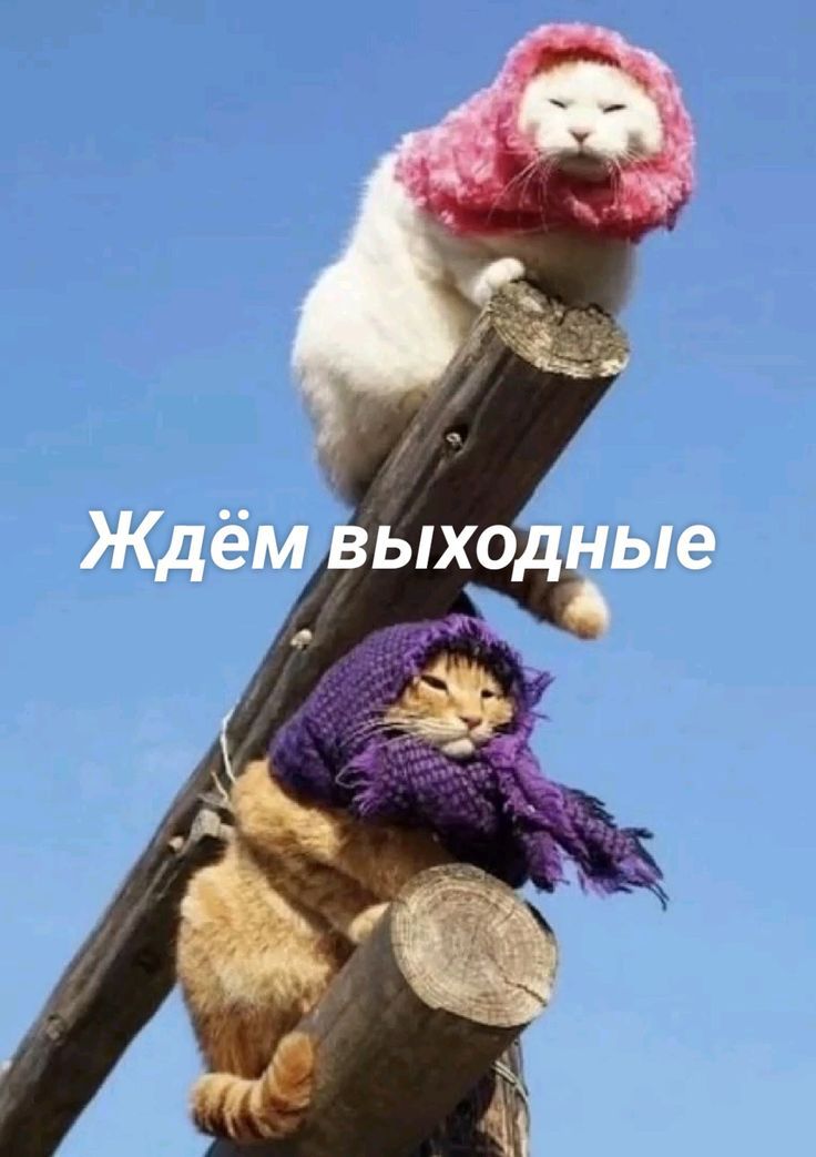Ждём выходные