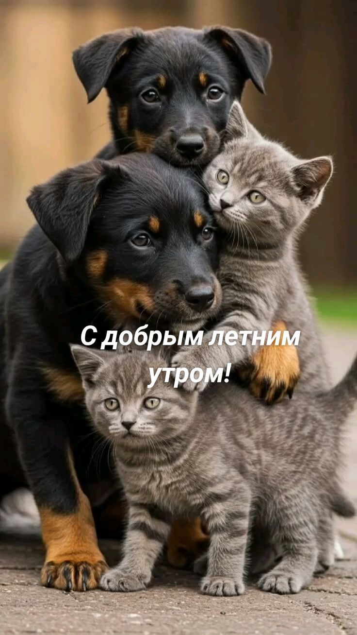 С добрым летним утром!