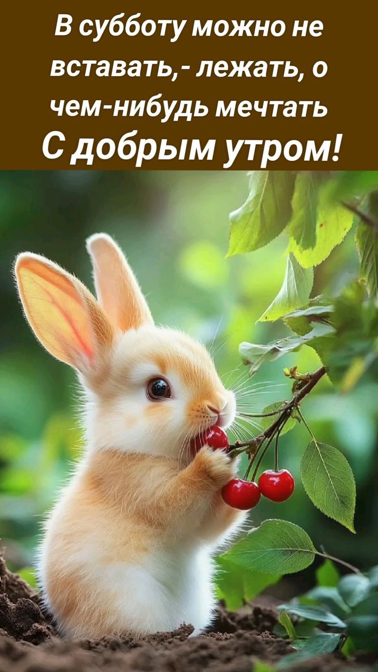 В субботу можно не вставать, - лежать, о чем-нибудь мечтать С добрым утром!