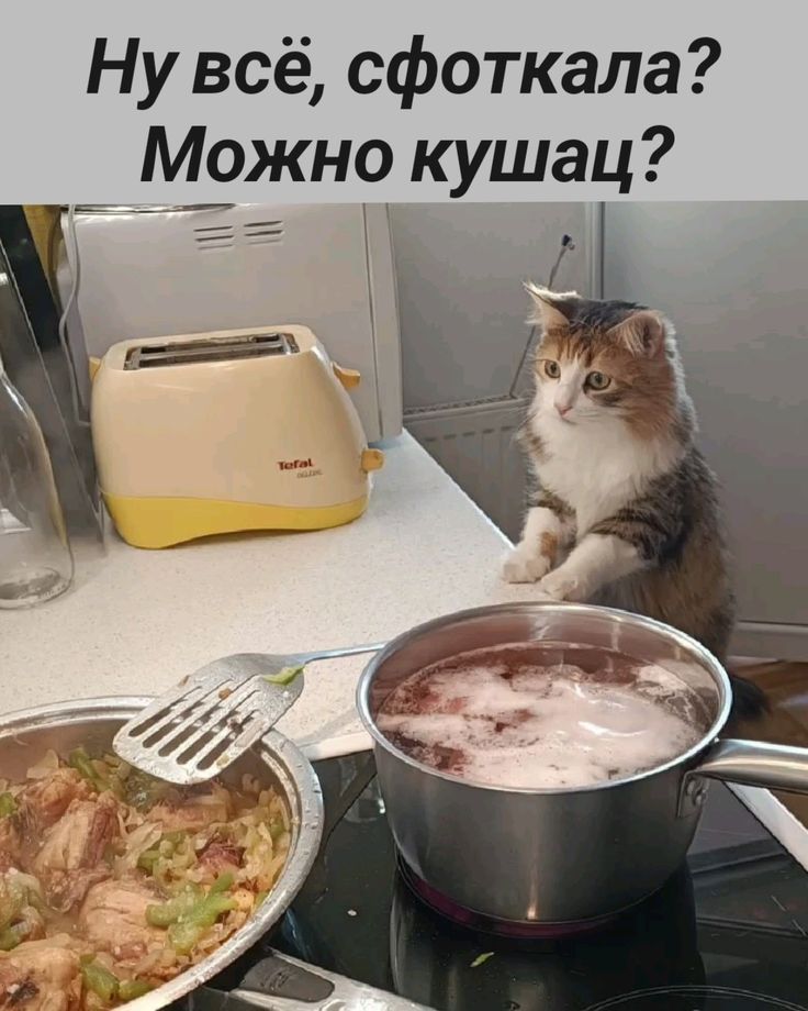 Ну всё, сфоткала? Можно кушац?