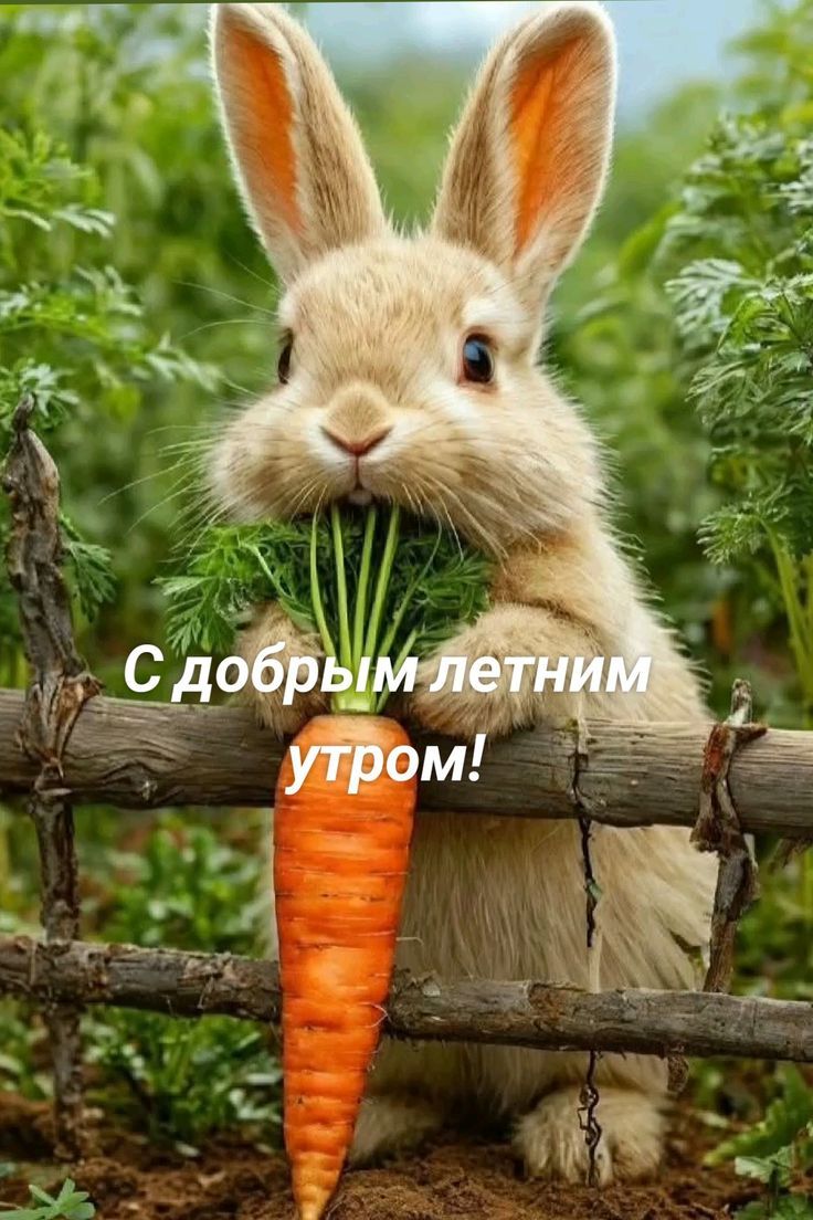 С добрым летним утром!