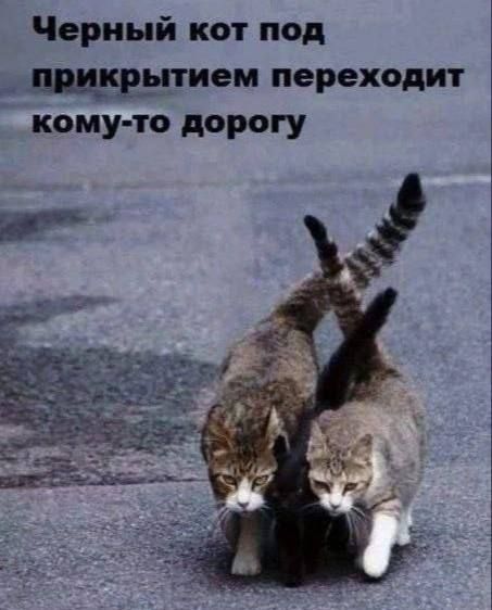 Чёрный кот под прикрытием переходит кому-то дорогу