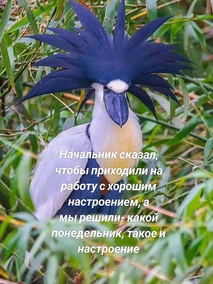 Начальник сказал, чтобы приходили на работу с хорошим настроением, а мы решили - какой понедельник, такое и настроение