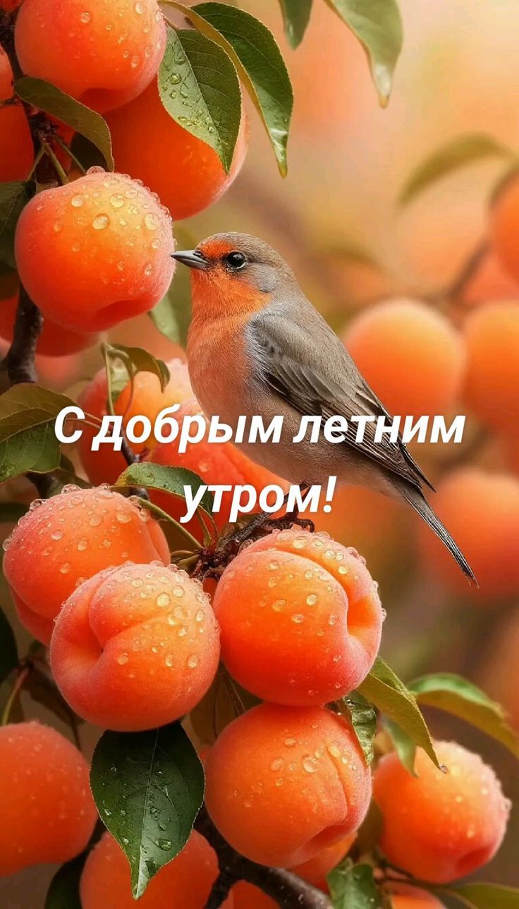 С добрым летним утром!