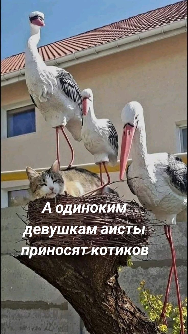 А одиноким девушкам аисты приносят котиков