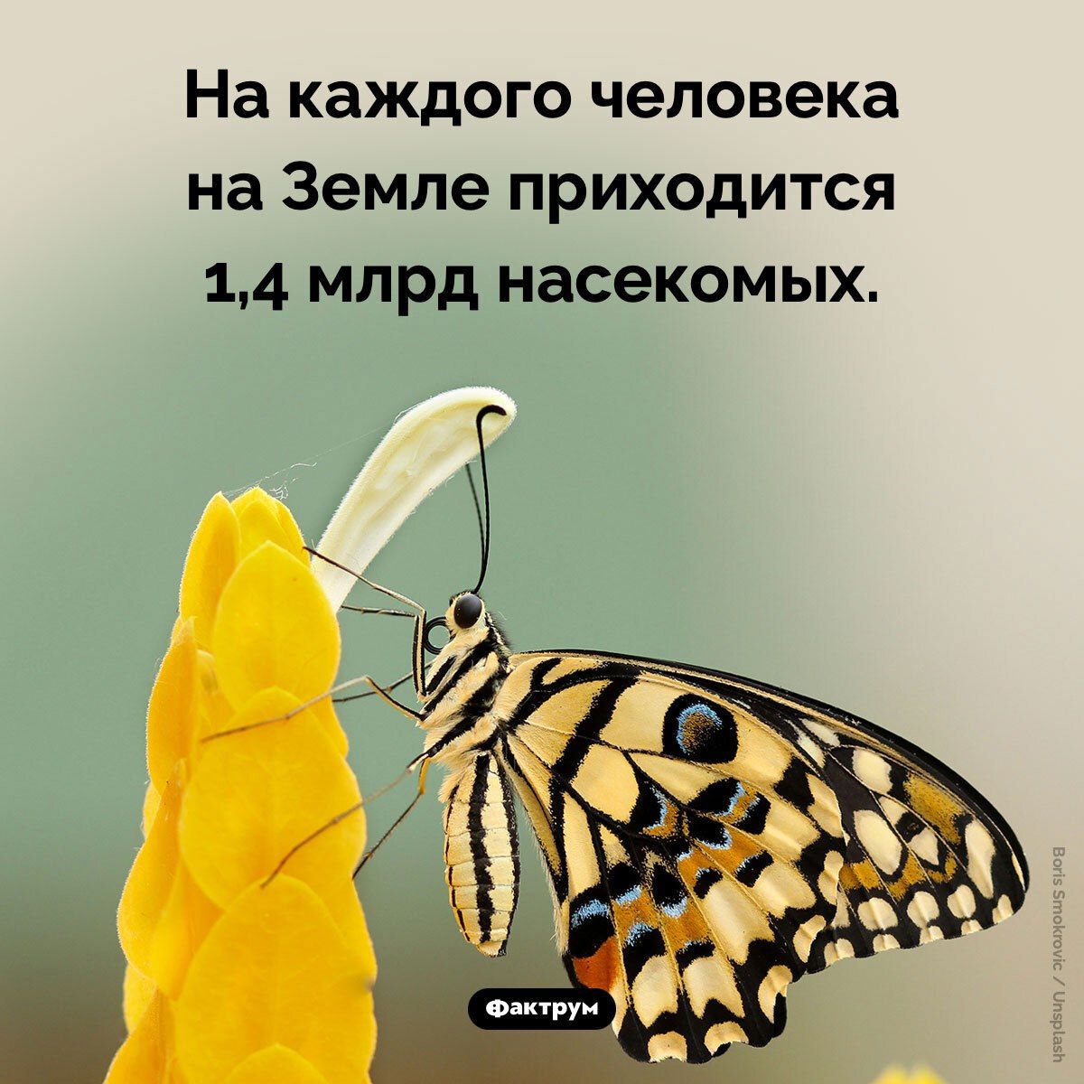 На каждого человека на Земле приходится 1,4 млрд насекомых.