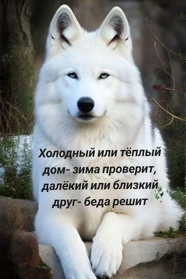 Холодный или тёплый дом - зима проверит, далёкий или близкий друг - беда решит
