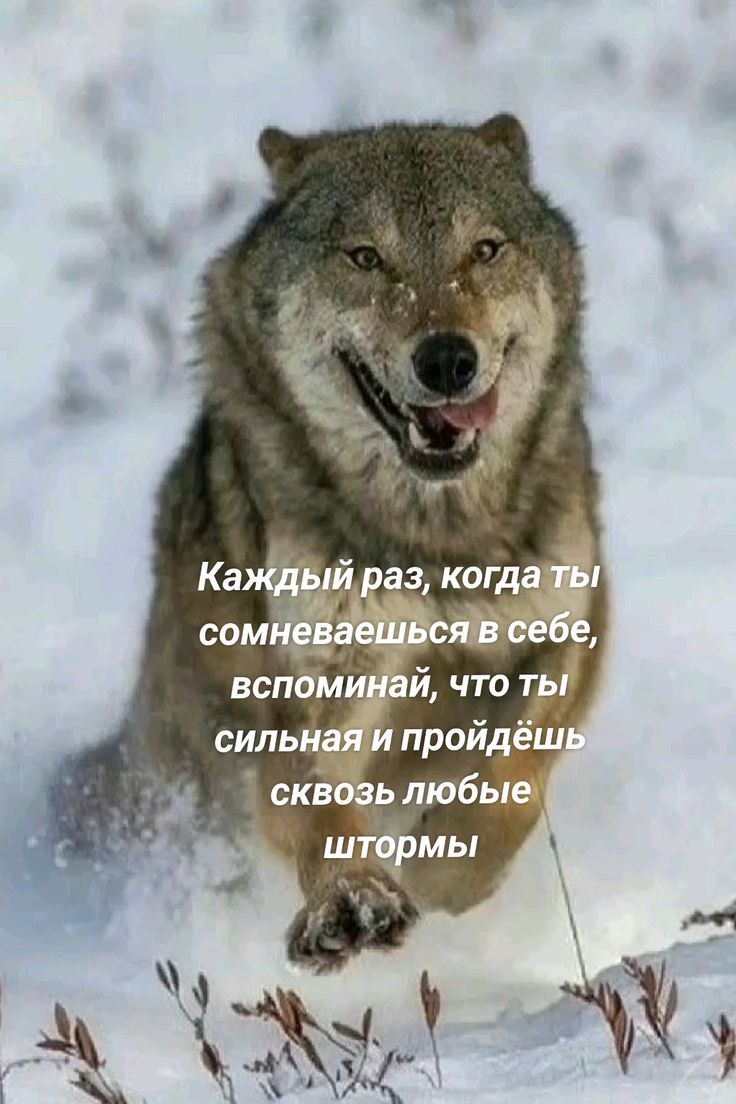Каждый раз, когда ты сомневаешься в себе, вспоминай, что ты сильная и пройдёшь сквозь любые штормы.