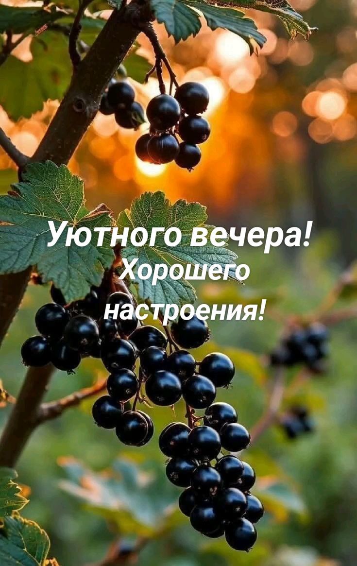 Уютного вечера! Хорошего настроения!