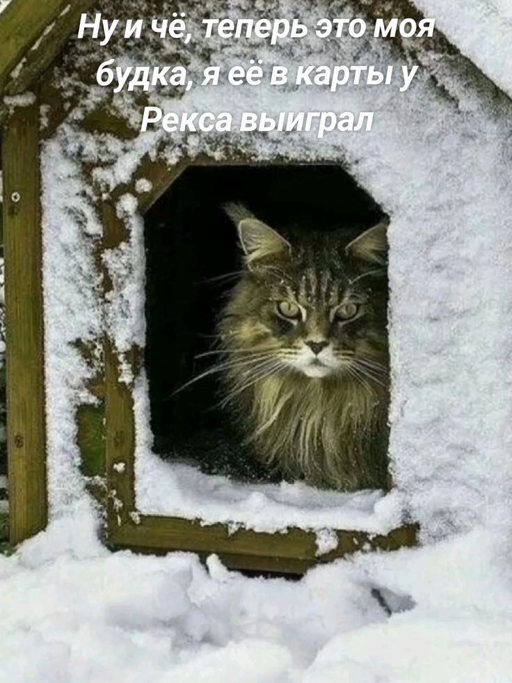 Ну и чё, теперь это моя будка, я её в карты у Рекса выиграл