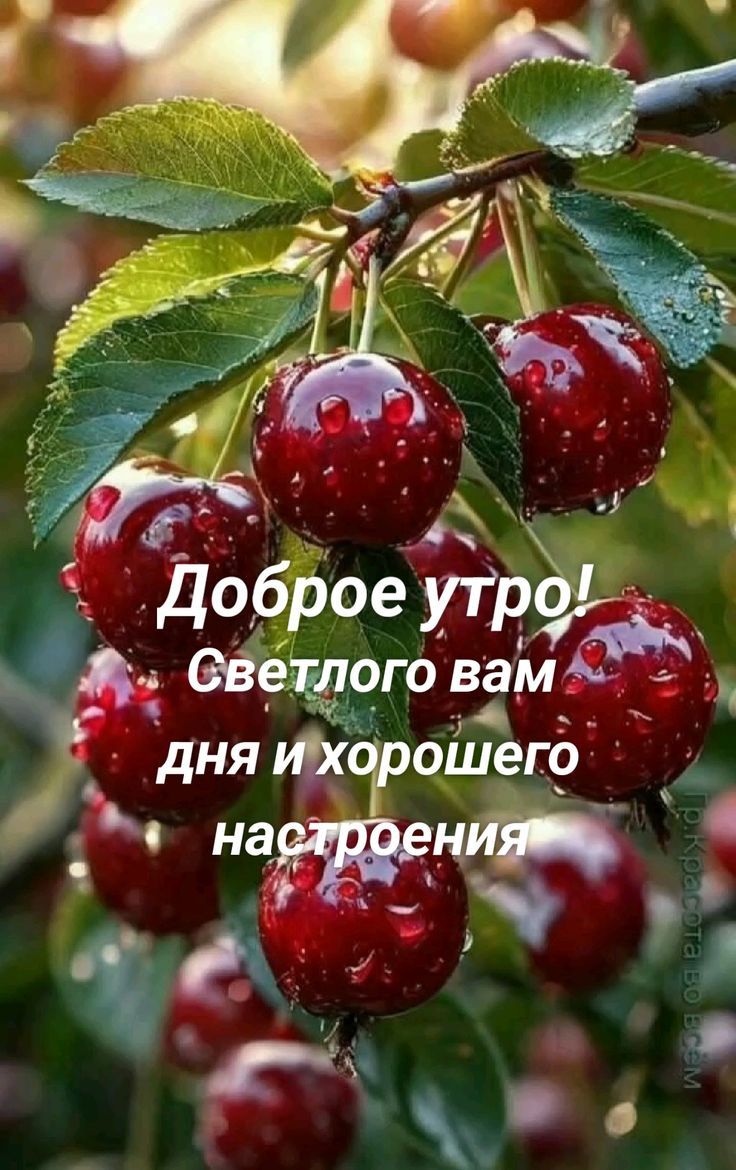 Доброе утро! Светлого вам дня и хорошего настроения