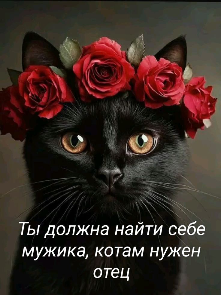 Ты должна найти себе мужика, котам нужен отец