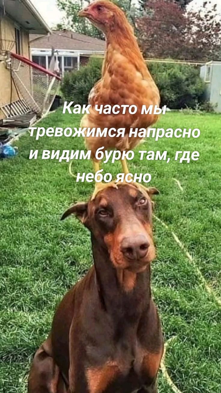 Как часто мы тревожимся напрасно и видим бурю там, где небо ясно
