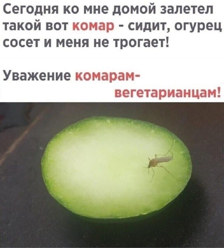 Сегодня ко мне домой залетел такой вот комар - сидит, огурец сосет и меня не трогает! Уважение комарам-вегетарианцам!