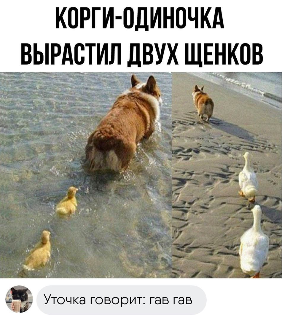 КОРГИ-ОДИНОЧКА ВЫРАСТИЛ ДВУХ ЩЕНКОВ
Уточка говорит: гав гав
