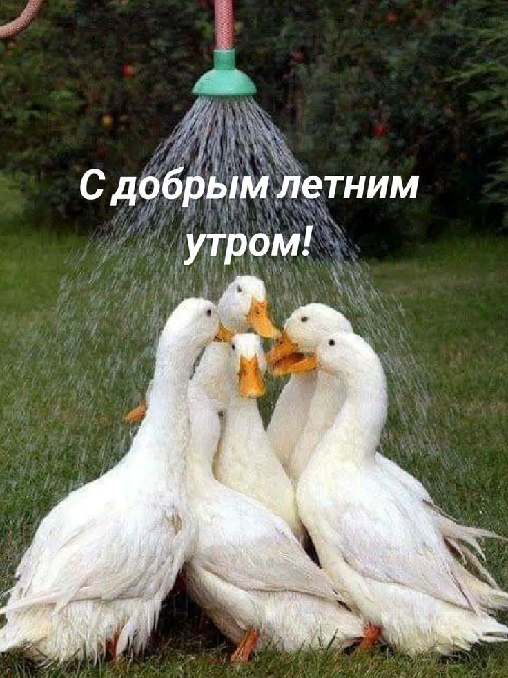 С добрым летним утром!