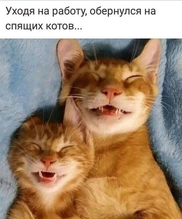 Уходя на работу, обернулся на спящих котов...