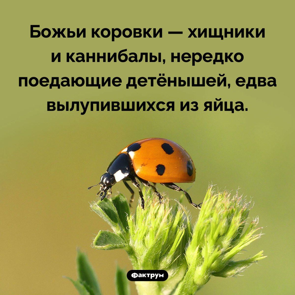 Божьи коровки — хищники и каннибалы, нередко поедающие детёнышей, едва вылупившихся из яйца.
