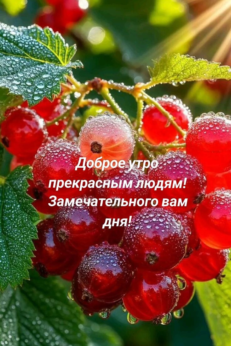 Доброе утро прекрасным людям! Замечательного вам дня!