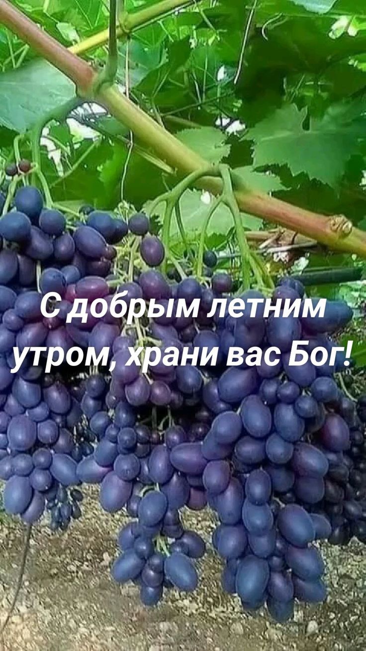 С добрым летним утром, храни вас Бог!