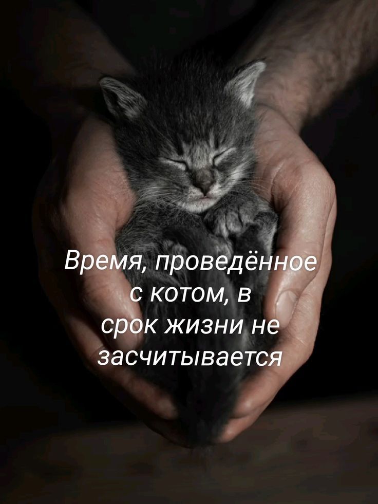 Время, проведённое с котом, в срок жизни не засчитывается