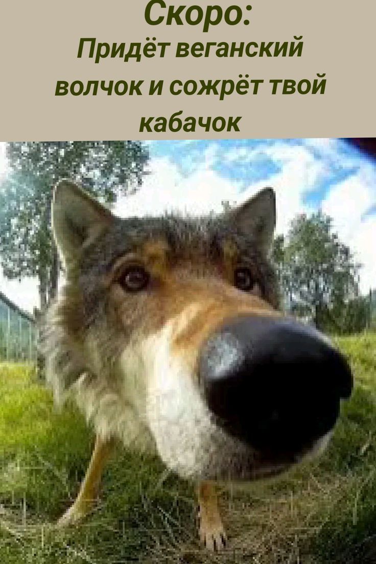 Скоро: Придёт веганский волчок и сожрёт твой кабачок