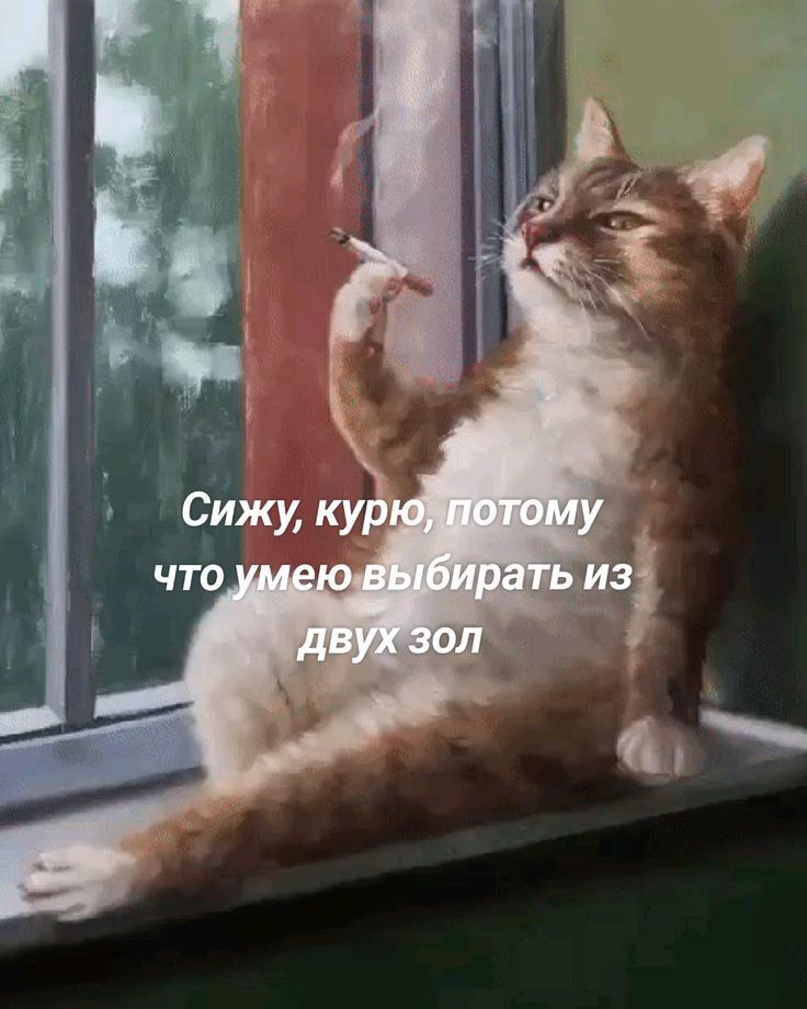 Сижу, курю, потому что умею выбирать из двух зол