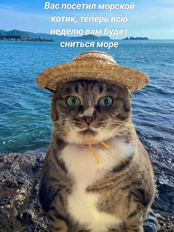 Вас посетил морской котик, теперь всю неделю вам будет сниться море