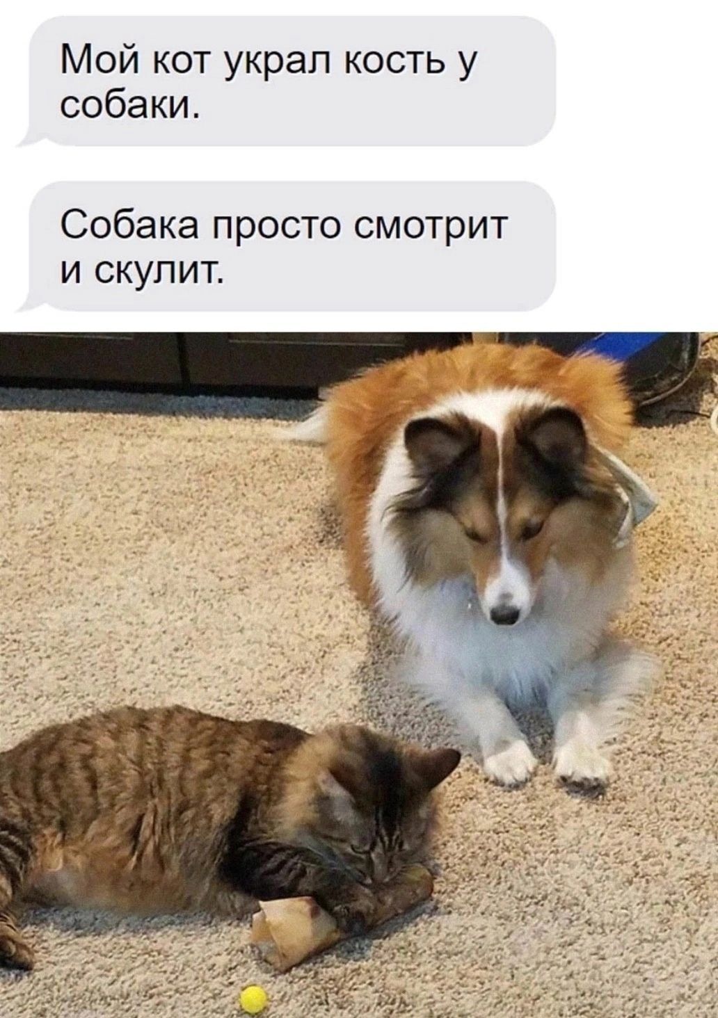 Мой кот украл кость у собаки.
Собака просто смотрит и скулит.